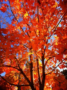 Fall - Fall Maple Tree